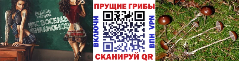 Псилоцибиновые грибы мицелий  Шарыпово 